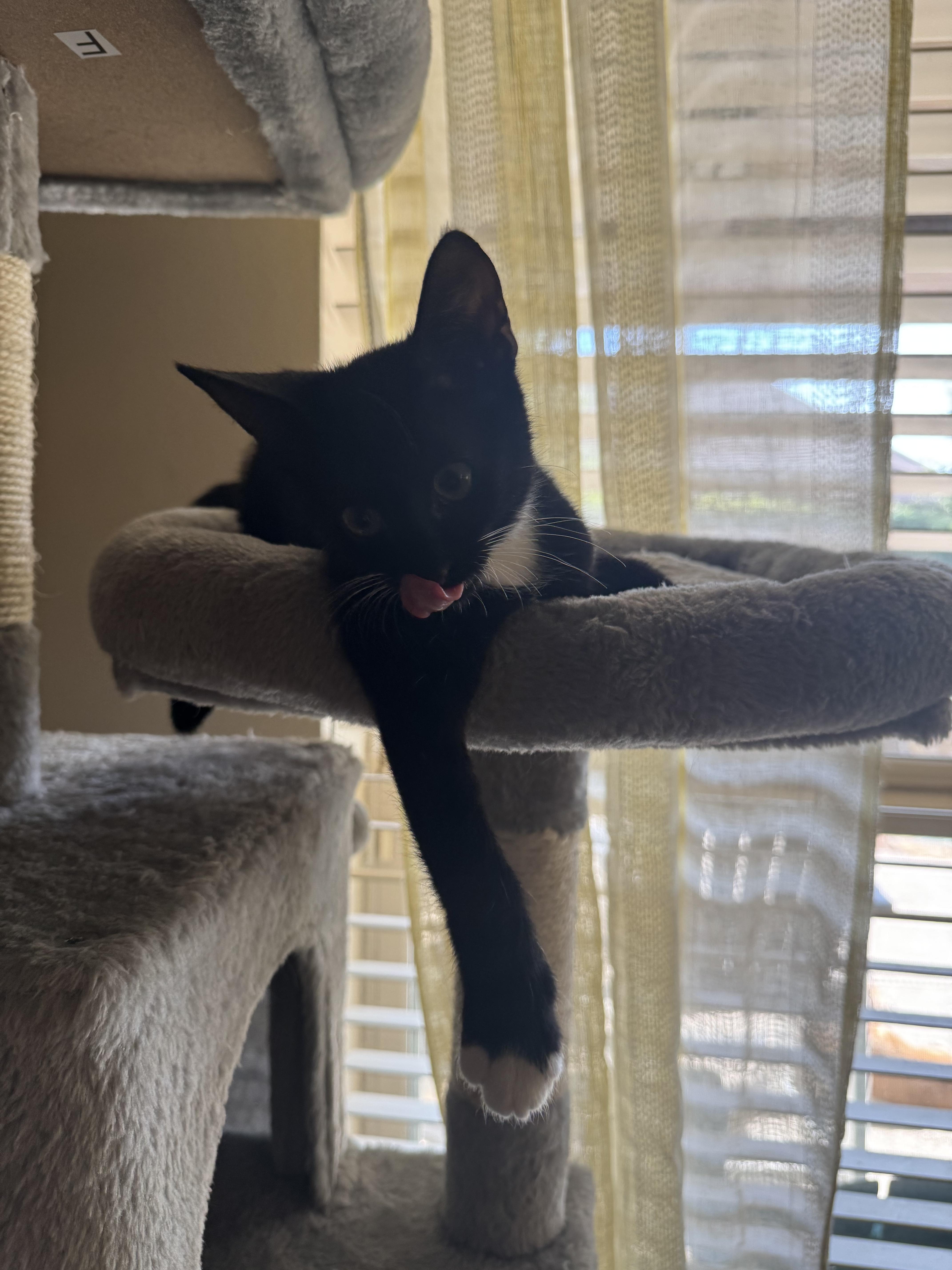 Asha - Riley Fuzzel Petsmart FH KL