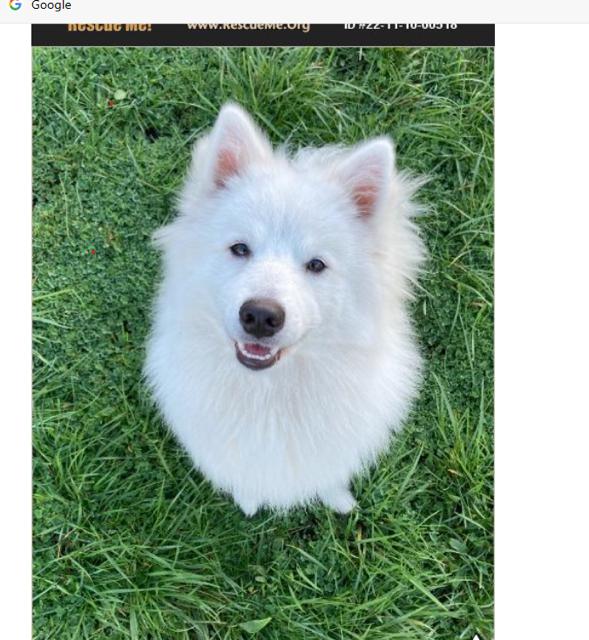 Enlarge Mishka of Alpharetta, Ga, a Adoptable American Eskimo Dog in  Alpharetta, GA image 1/3