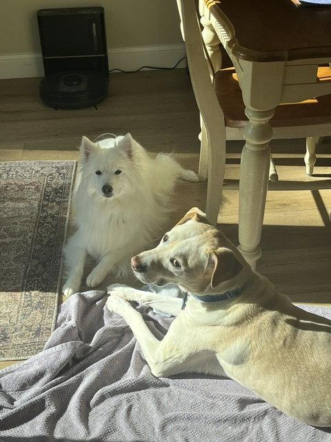 Enlarge Mishka of Alpharetta, Ga, a Adoptable American Eskimo Dog in  Alpharetta, GA image 2/3
