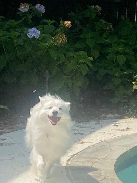 Enlarge Mishka of Alpharetta, Ga, a Adoptable American Eskimo Dog in  Alpharetta, GA image 3/3