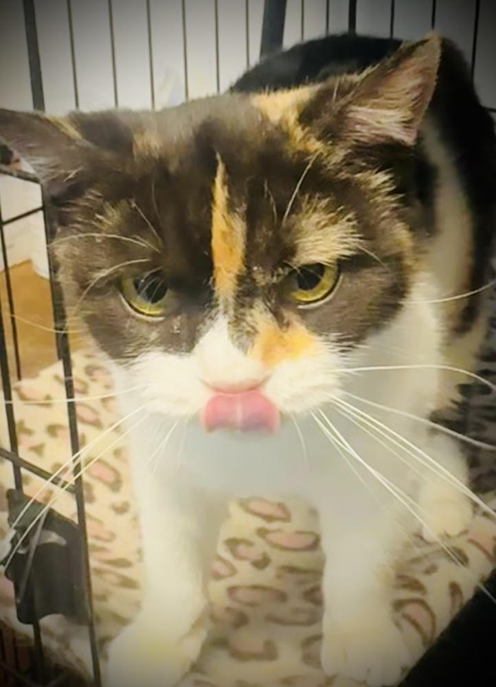 Riona, a Adoptable Manx in Jackson, GA image 1/6