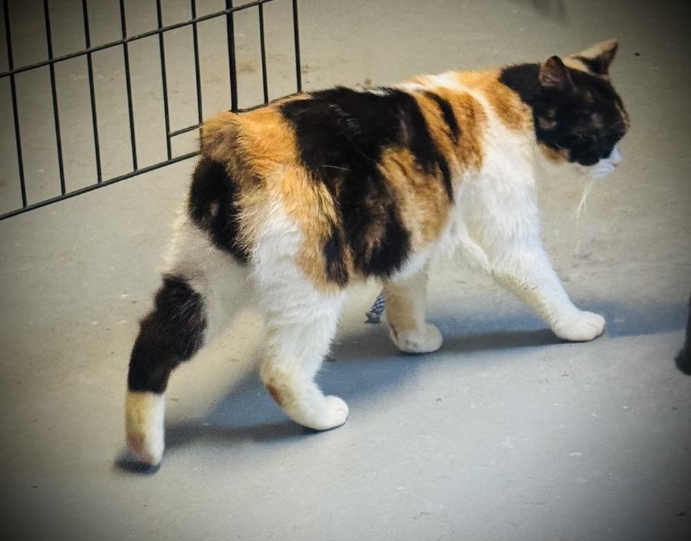 Riona, a Adoptable Manx in Jackson, GA image 2/6