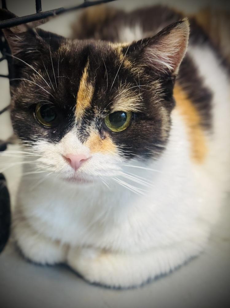 Riona, a Adoptable Manx in Jackson, GA image 3/6