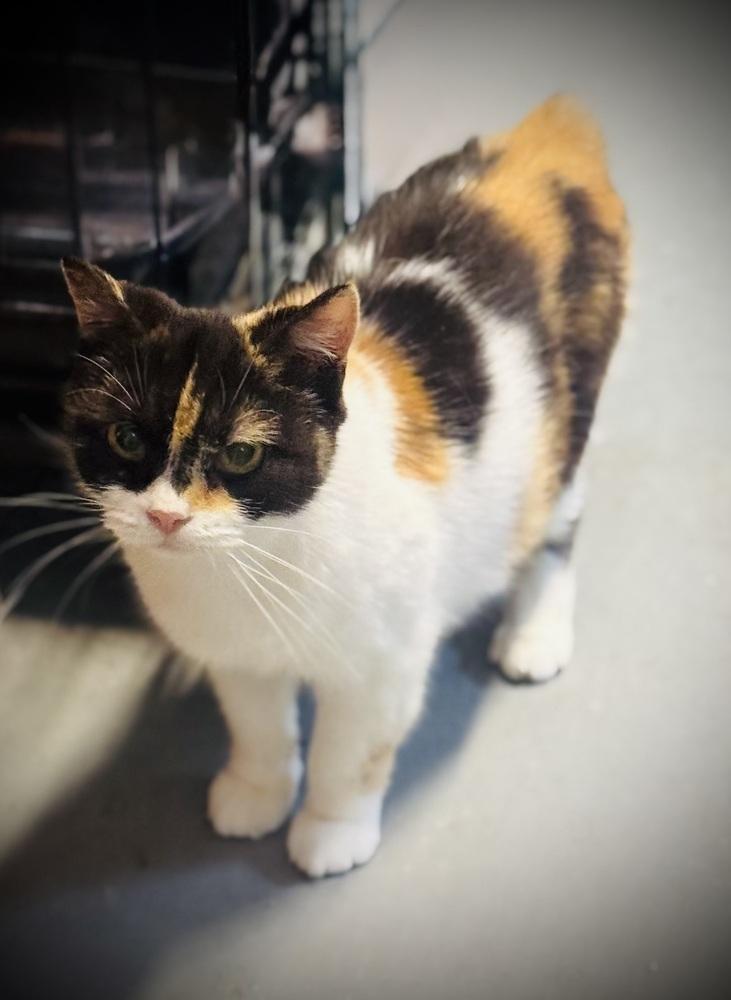 Riona, a Adoptable Manx in Jackson, GA image 4/6