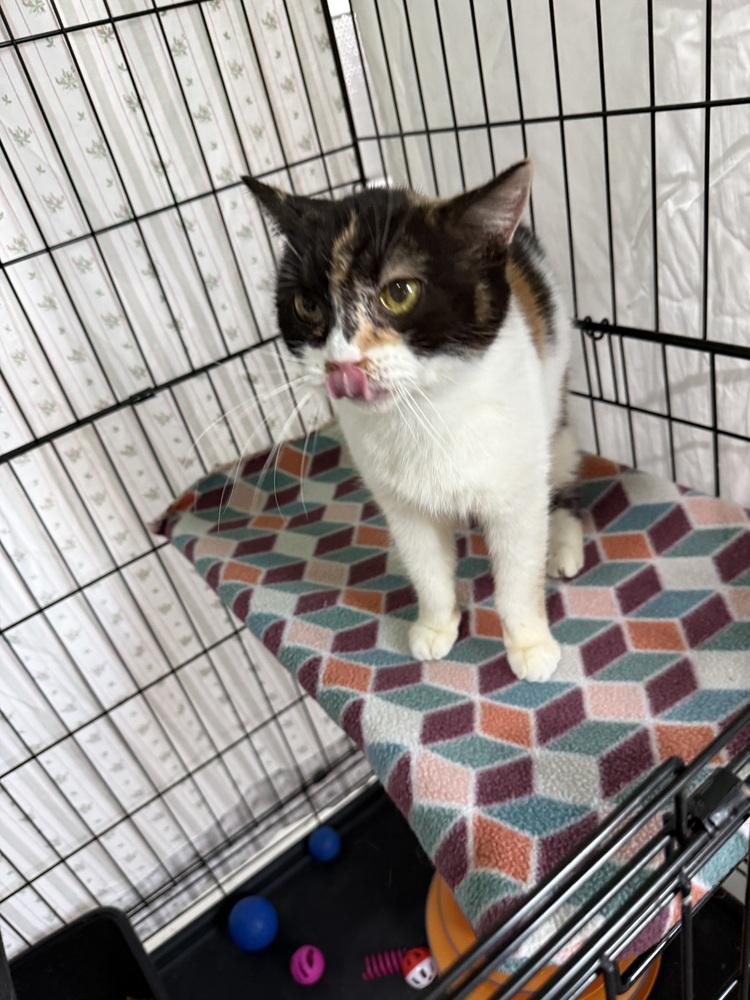 Riona, a Adoptable Manx in Jackson, GA image 5/6