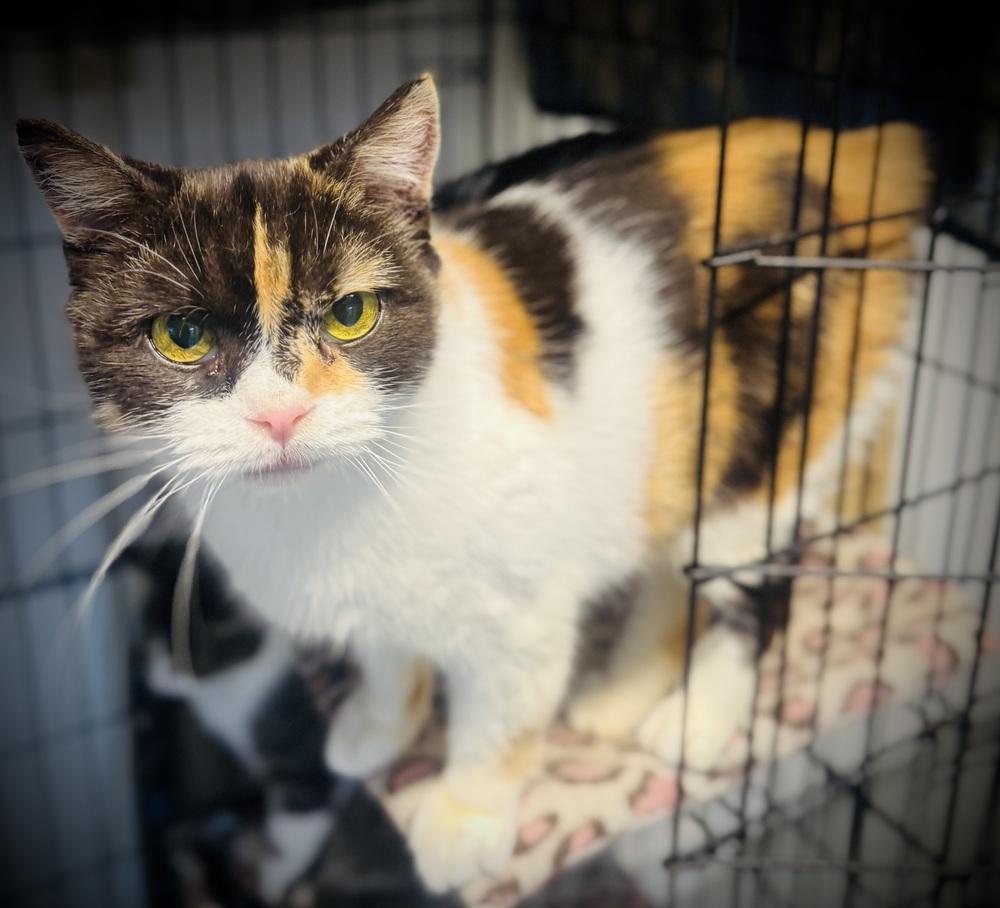 Riona, a Adoptable Manx in Jackson, GA image 6/6