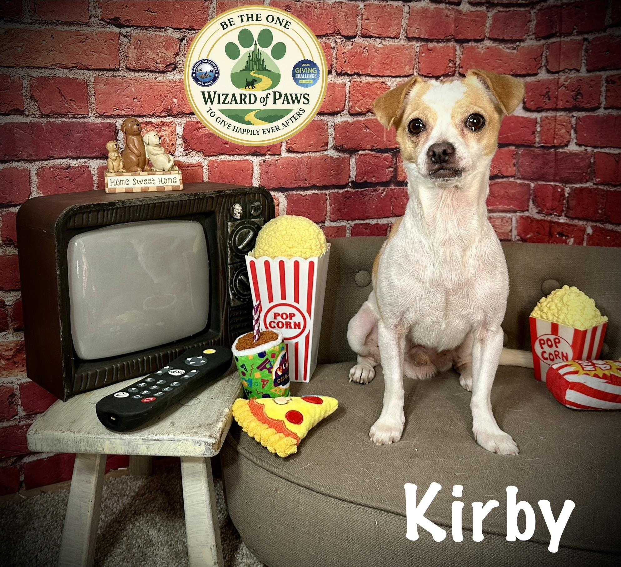 Kirby, ADOPTABLE, Adult Male Chihuahua.