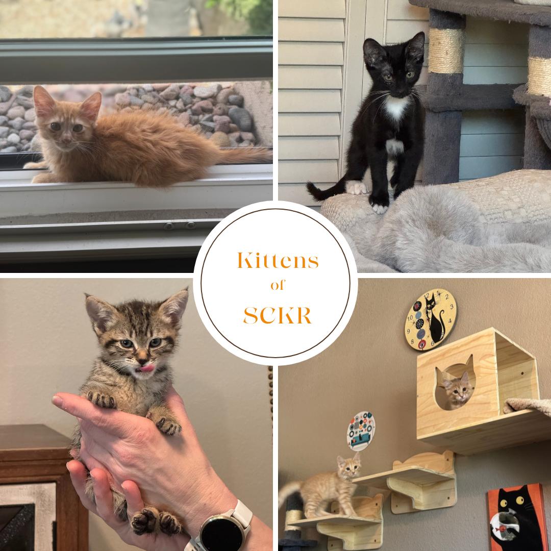 Enlarge ONYX -  November ONLY 35% Off Adoption Fee & 25+ kittens to choose from!, a Adoptable Tuxedo in PHOENIX, AZ image 4/6