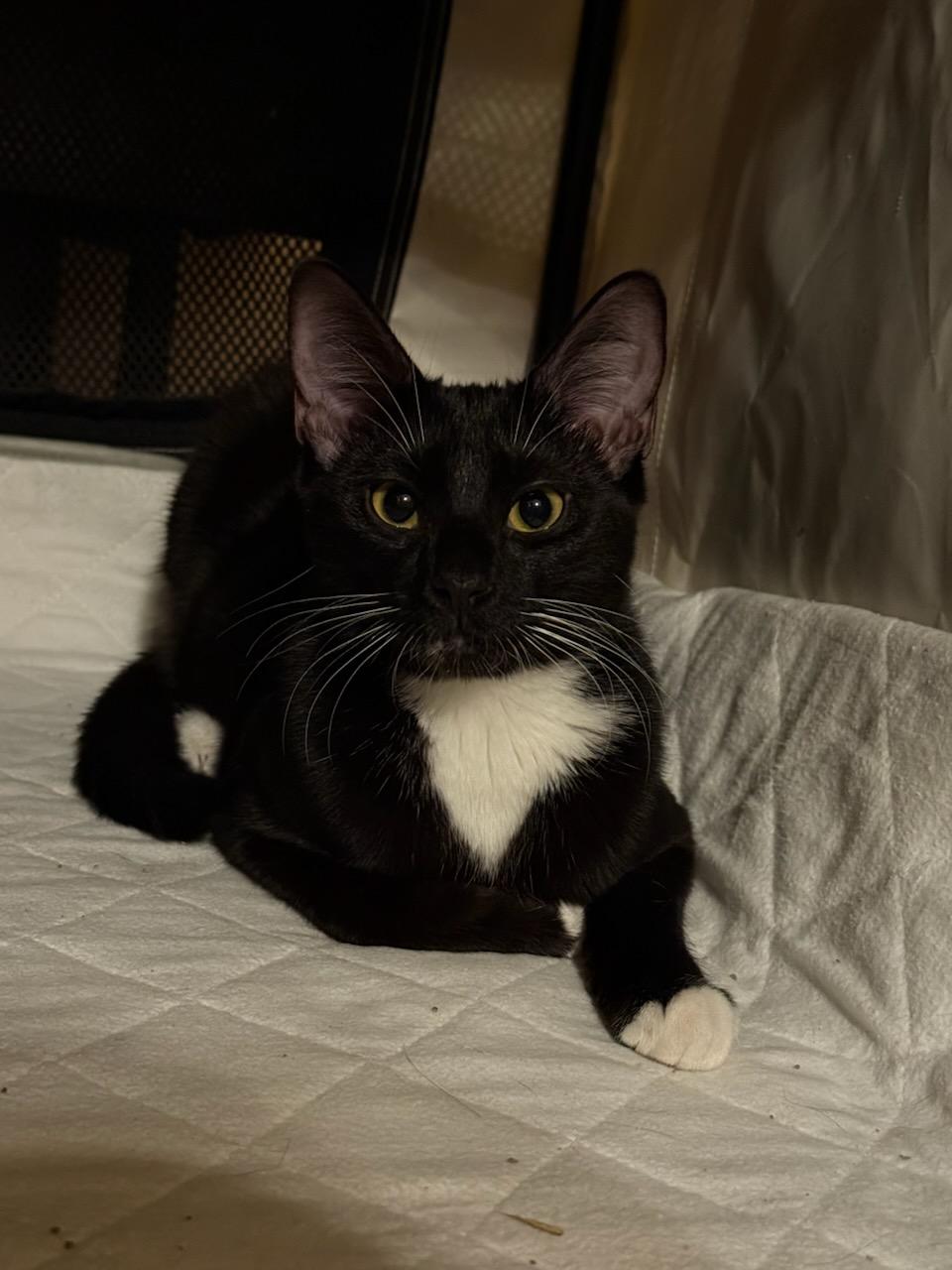 Enlarge ONYX -  November ONLY 35% Off Adoption Fee & 25+ kittens to choose from!, a Adoptable Tuxedo in PHOENIX, AZ image 3/6