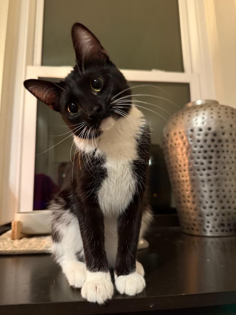 Enlarge ONYX -  November ONLY 35% Off Adoption Fee & 25+ kittens to choose from!, a Adoptable Tuxedo in PHOENIX, AZ image 1/6