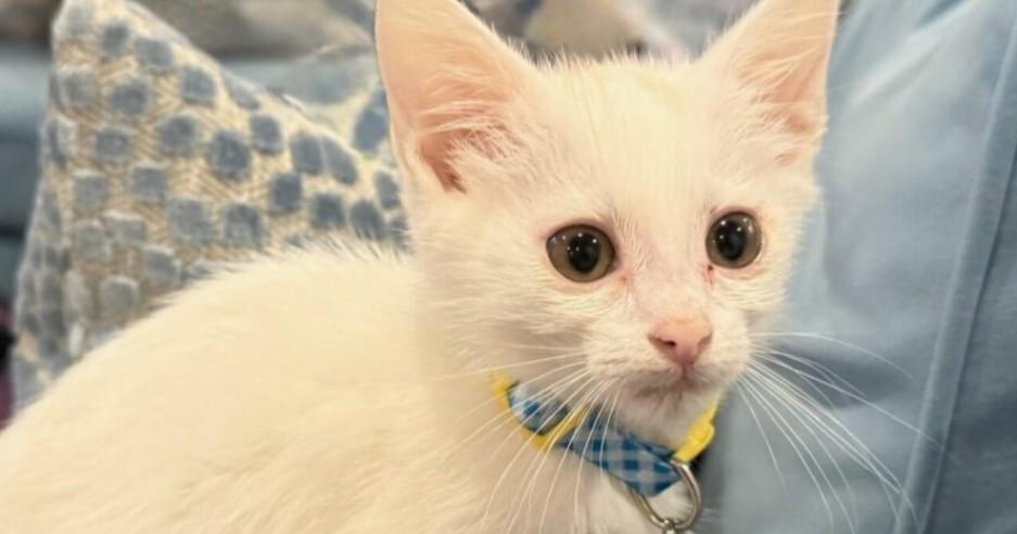 Olaf Domestic Medium Hair Cat