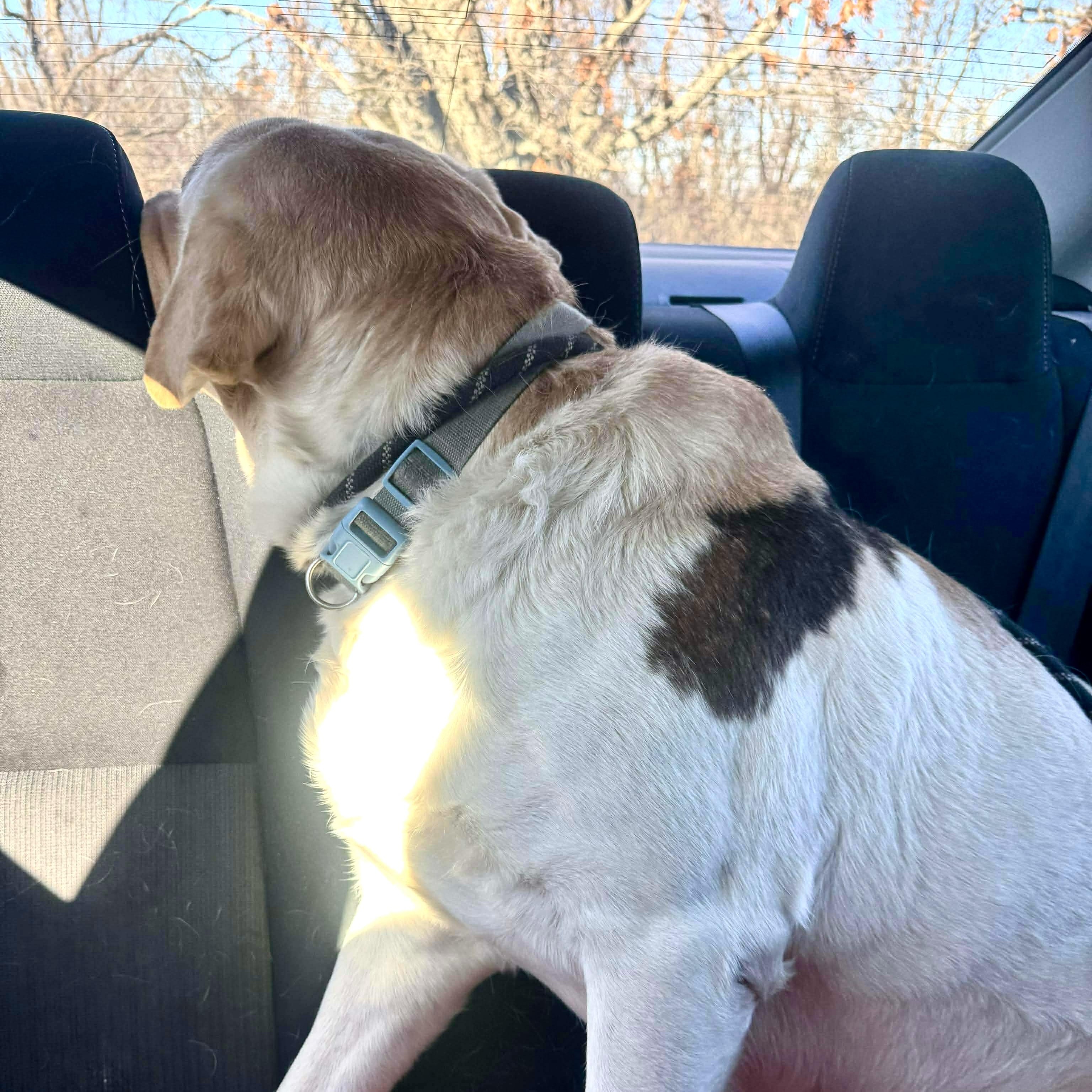 Enlarge Rowan, a ADOPTABLE mixed breed in Jay, NY image 4/6