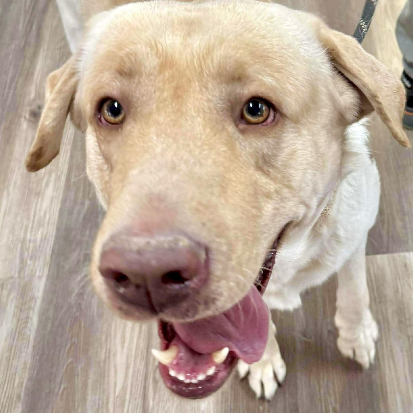 Enlarge Rowan, a ADOPTABLE mixed breed in Jay, NY image 1/6