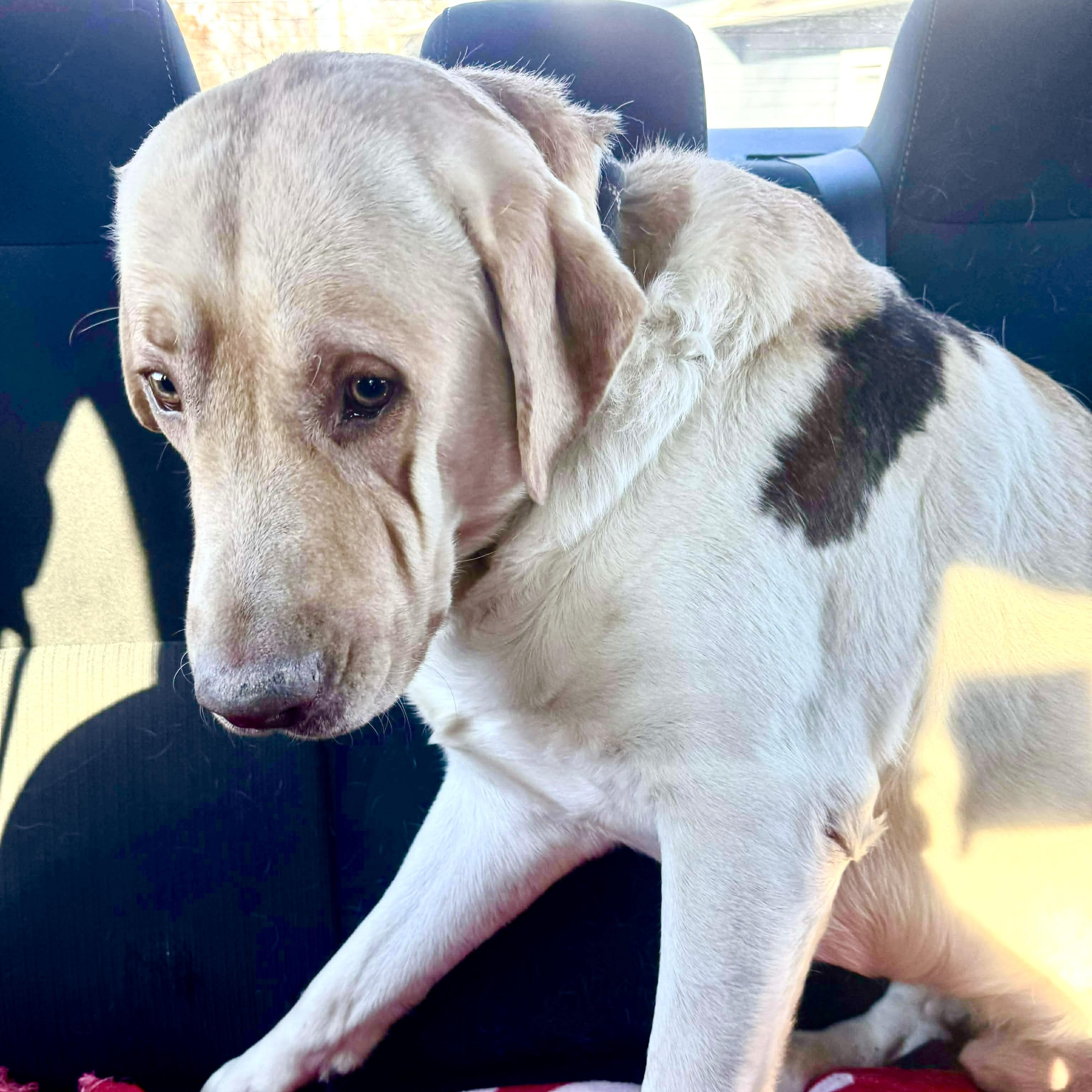 Enlarge Rowan, a ADOPTABLE mixed breed in Jay, NY image 3/6