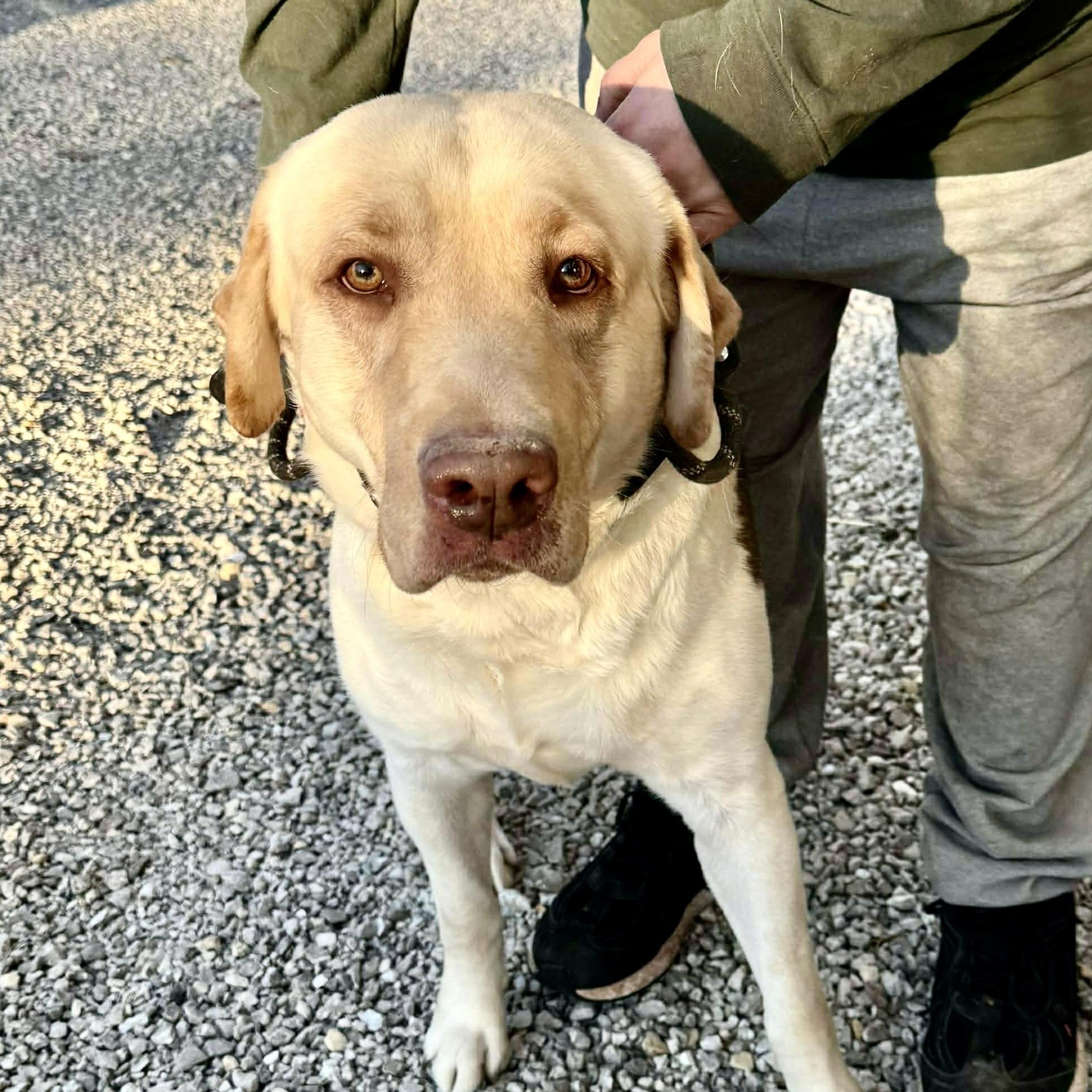 Enlarge Rowan, a ADOPTABLE mixed breed in Jay, NY image 5/6