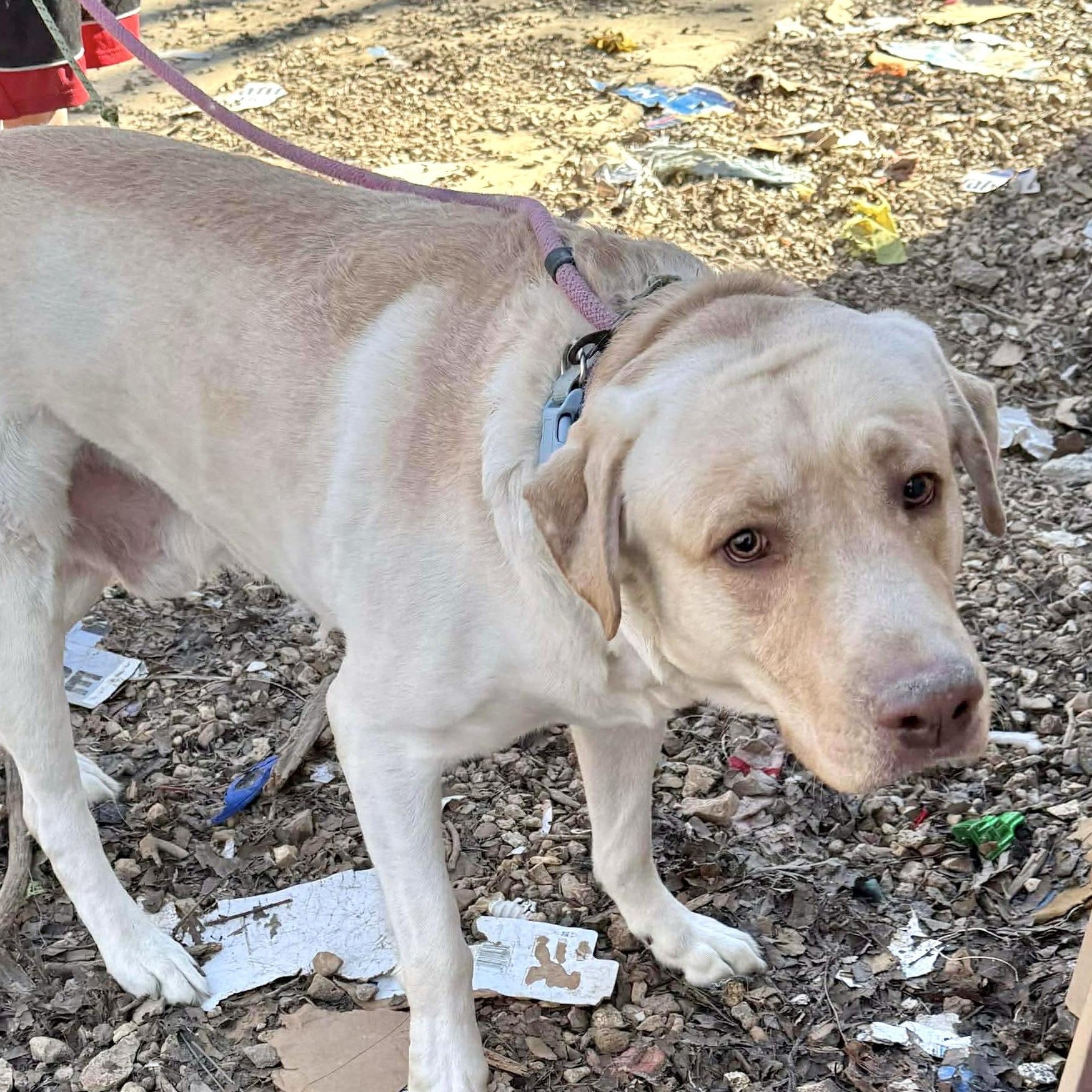 Enlarge Rowan, a ADOPTABLE mixed breed in Jay, NY image 2/6