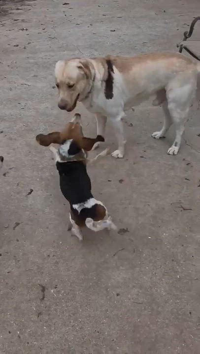 Enlarge Rowan, a ADOPTABLE mixed breed in Jay, NY video 6/6