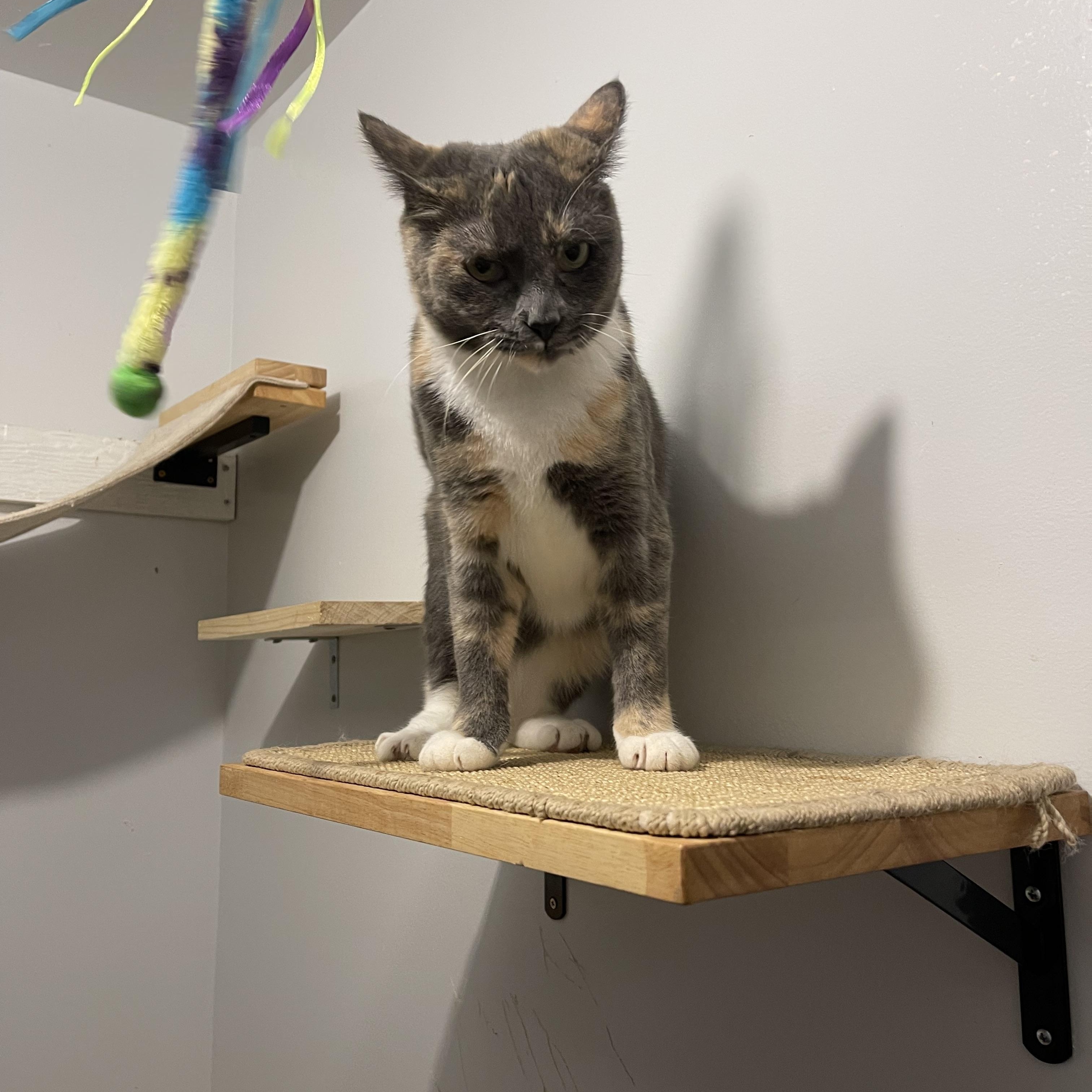 IVY (bonded w/Sage), an adoptable Domestic Short Hair in Graham, WA image 2/6