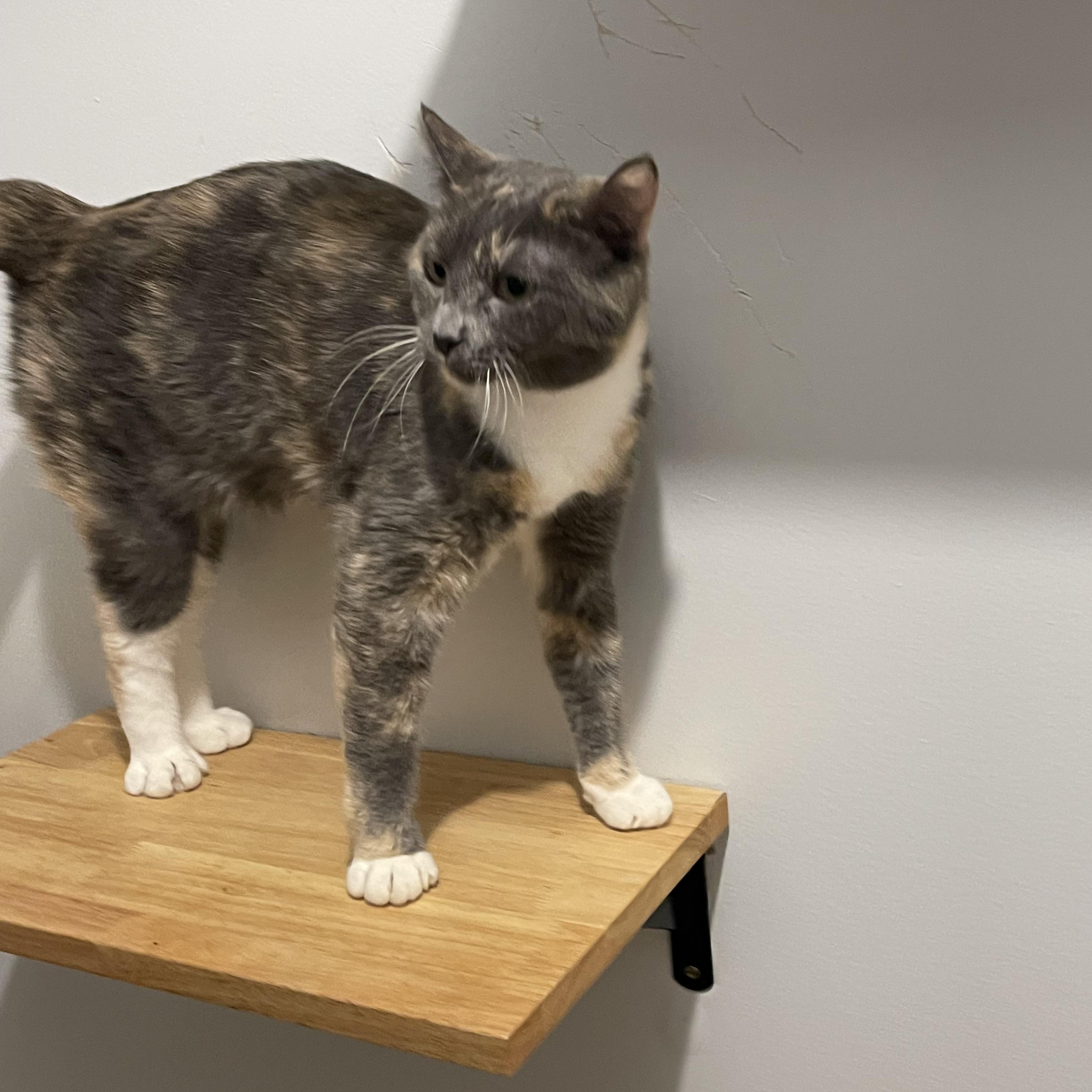 IVY (bonded w/Sage), an adoptable Domestic Short Hair in Graham, WA image 3/6