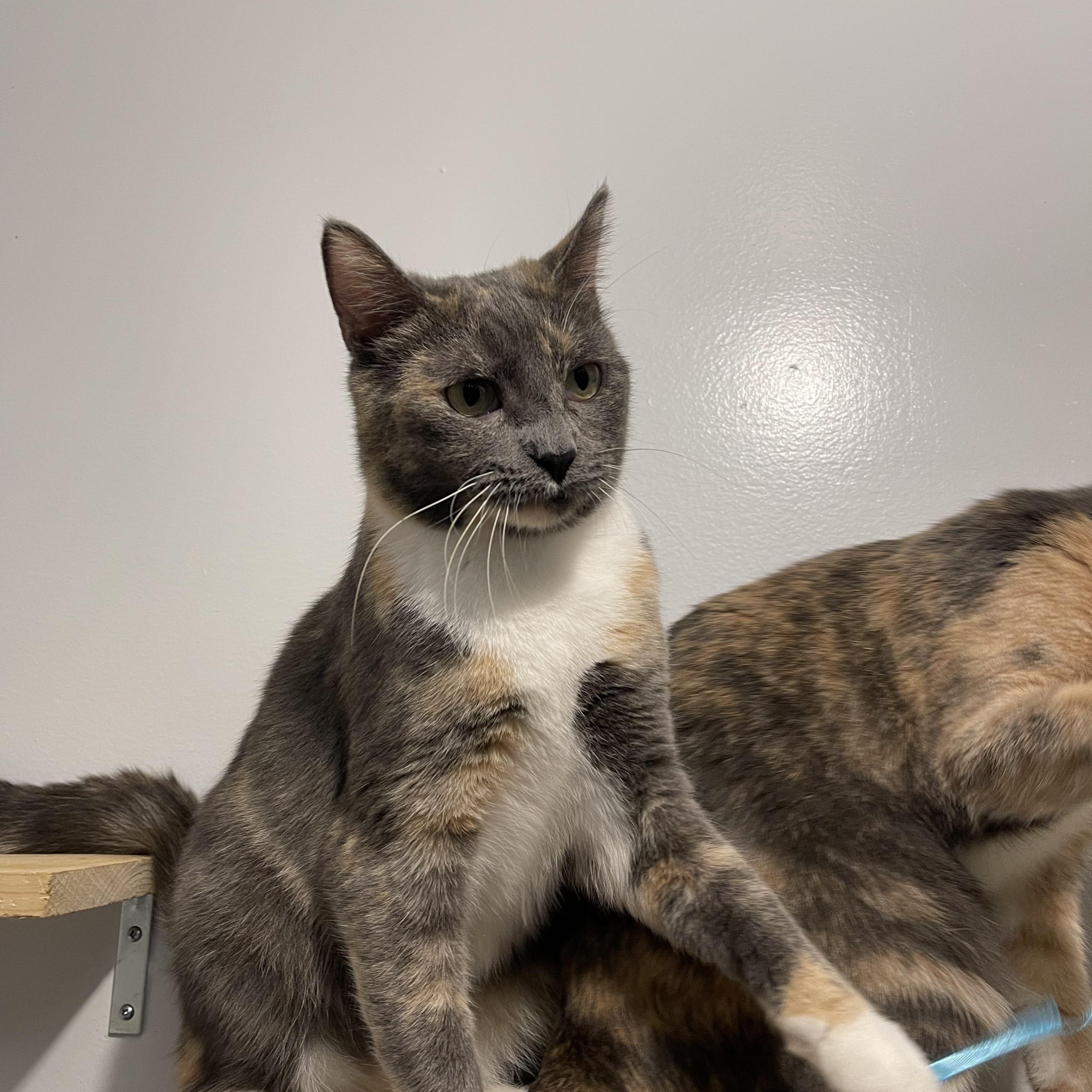 IVY (bonded w/Sage), adoptable, Adult Female Domestic Short Hair.