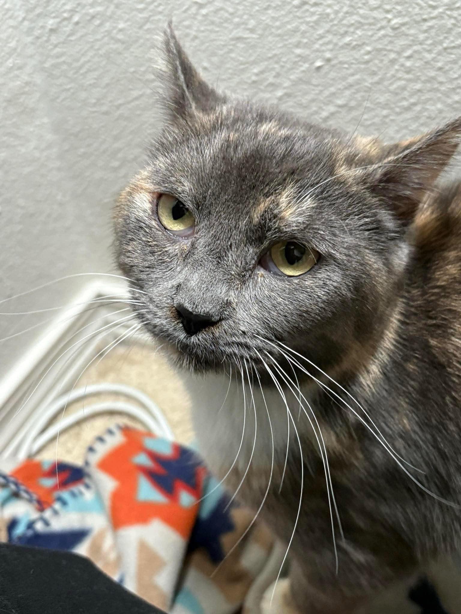 IVY (bonded w/Sage), an adoptable Domestic Short Hair in Graham, WA image 4/6