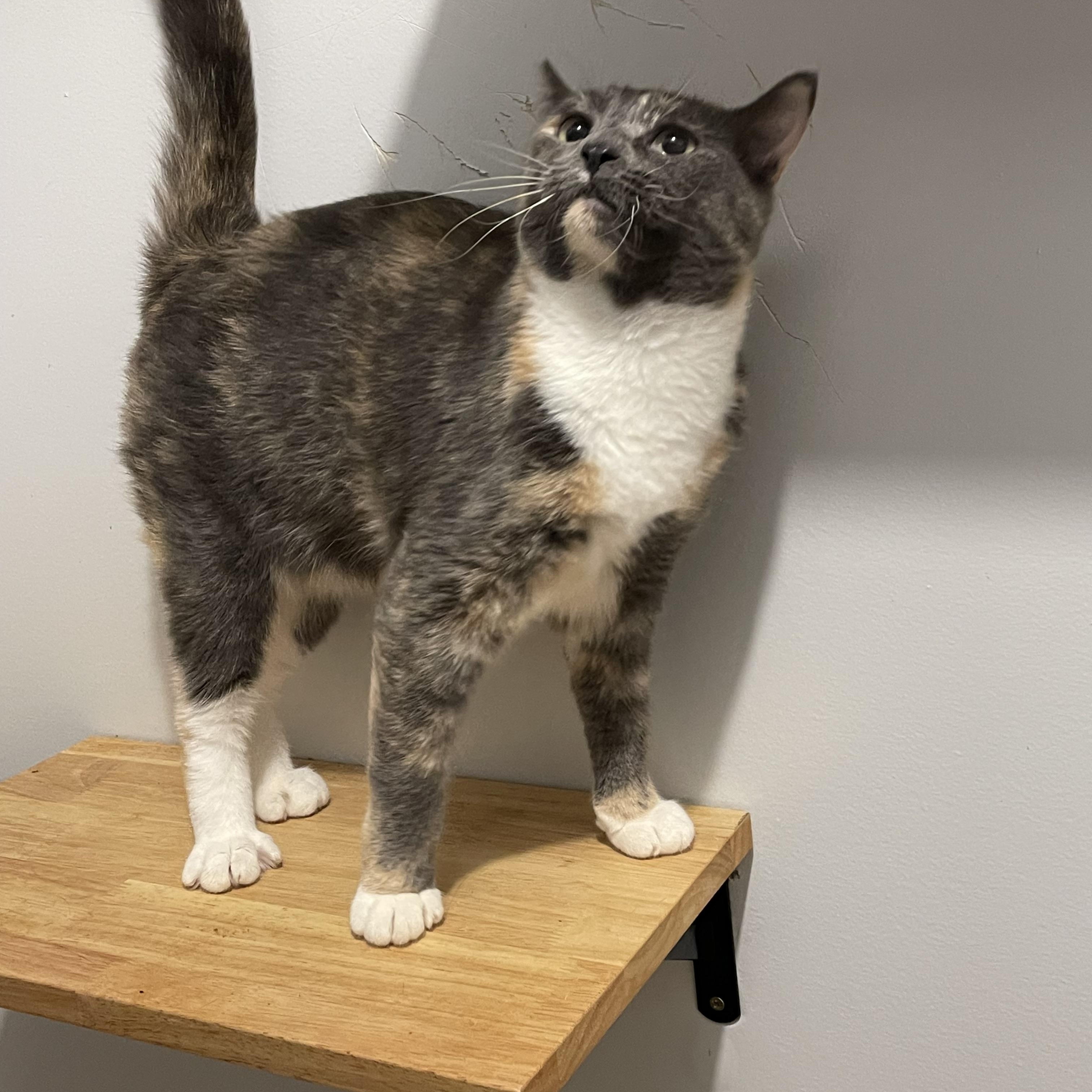 IVY (bonded w/Sage), an adoptable Domestic Short Hair in Graham, WA image 5/6