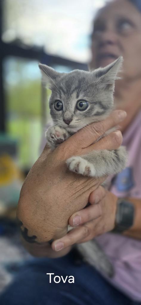 Lil' Whiskers, Adoptable, Kitten Female Domestic Short Hair.