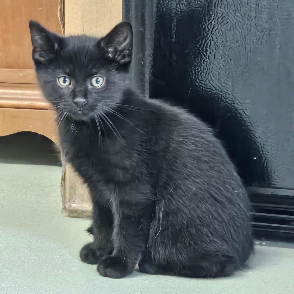 Enlarge Princeton, a ADOPTABLE Domestic Short Hair in Toledo, OH image 1/1