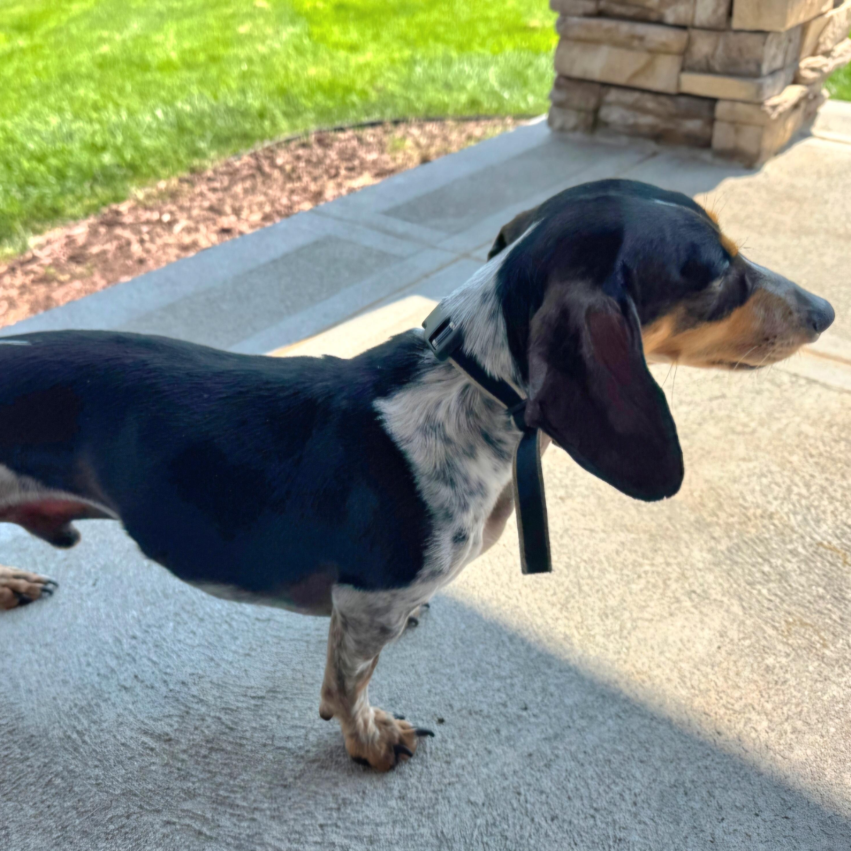 Rowdy, a Adoptable Dachshund in Omaha, NE image 2/2