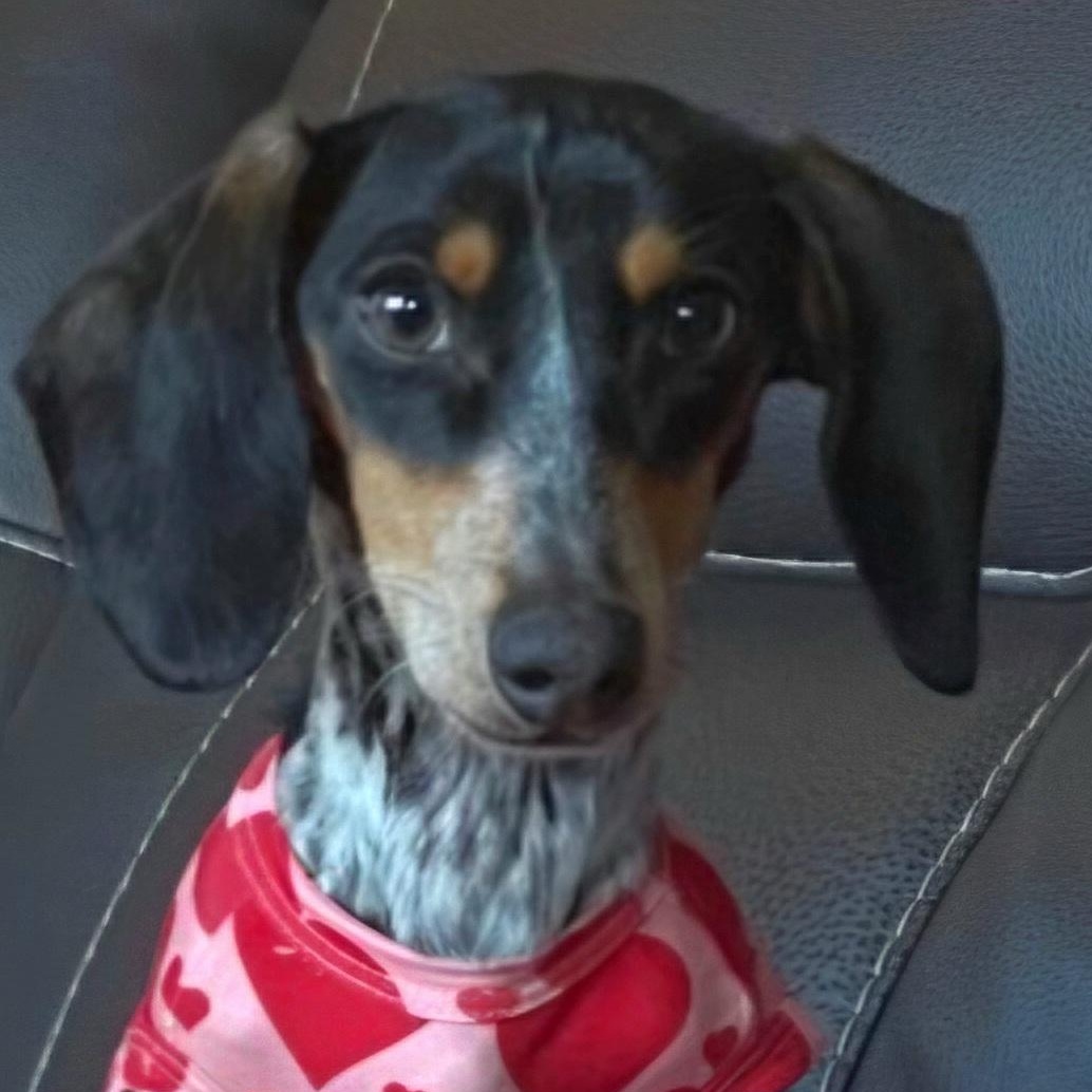 Rowdy, a Adoptable Dachshund in Omaha, NE image 1/2