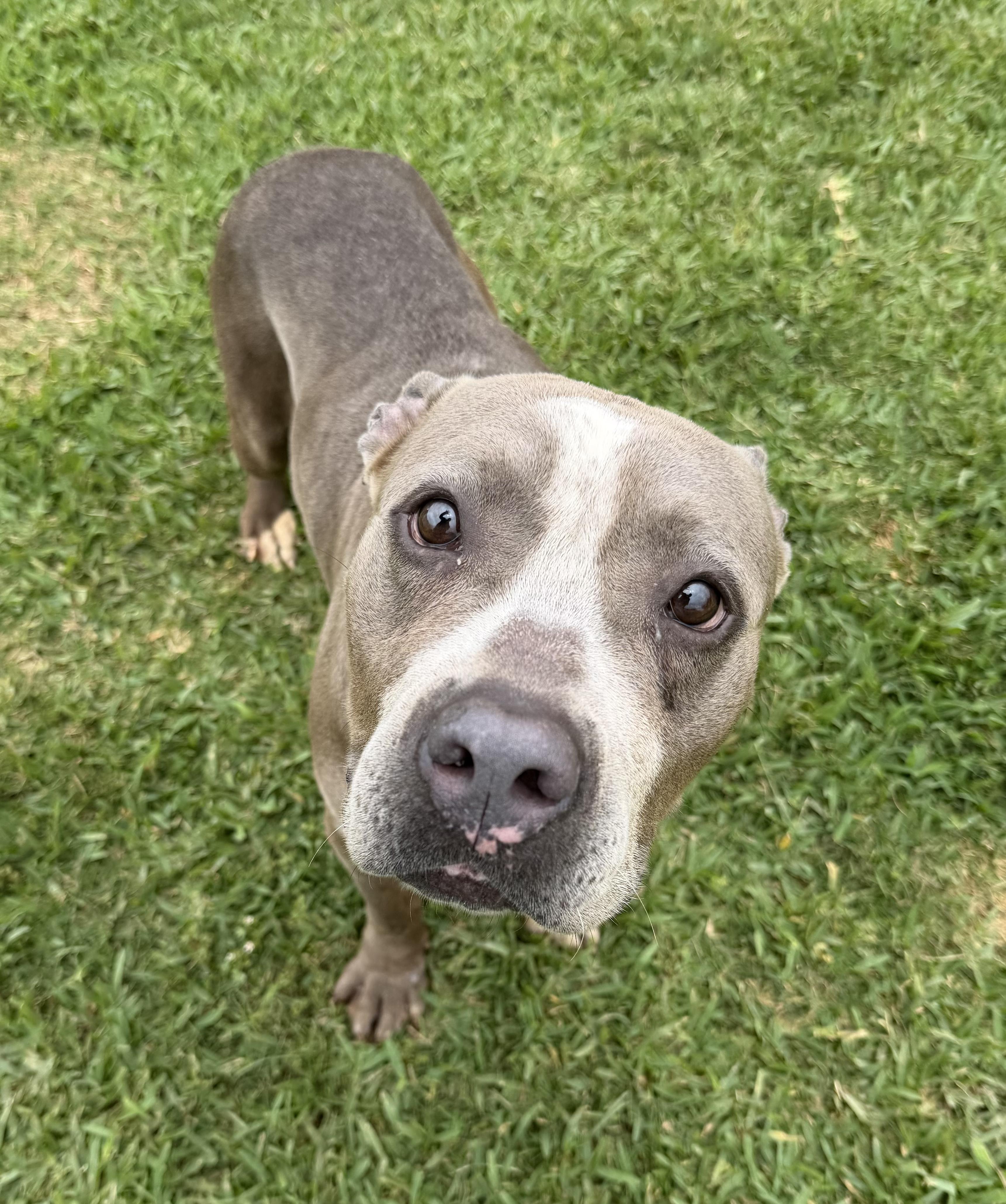 Enlarge Eeyore, a ADOPTABLE mixed breed in Plaquemine, LA image 1/2