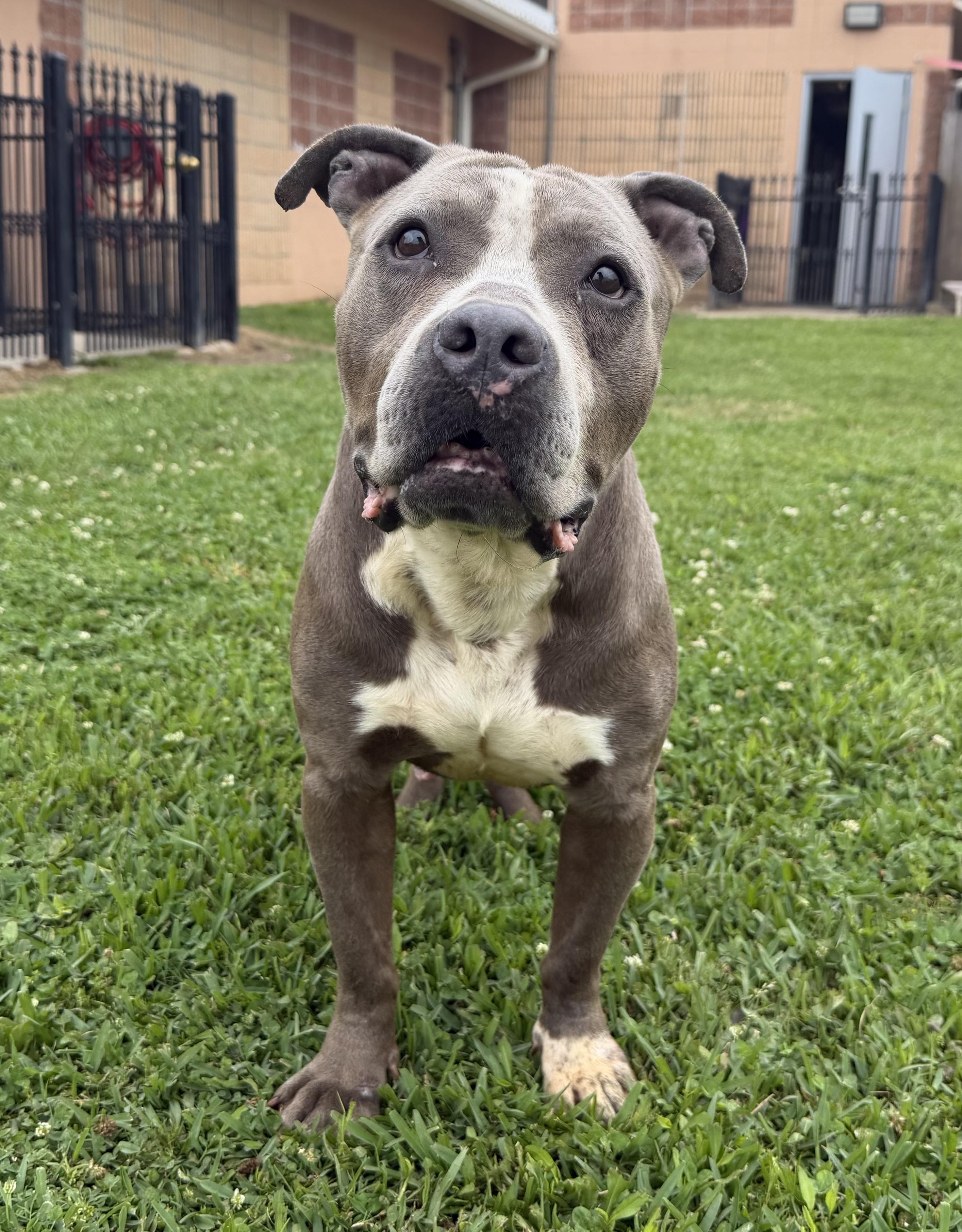 Enlarge Eeyore, a ADOPTABLE mixed breed in Plaquemine, LA image 2/2
