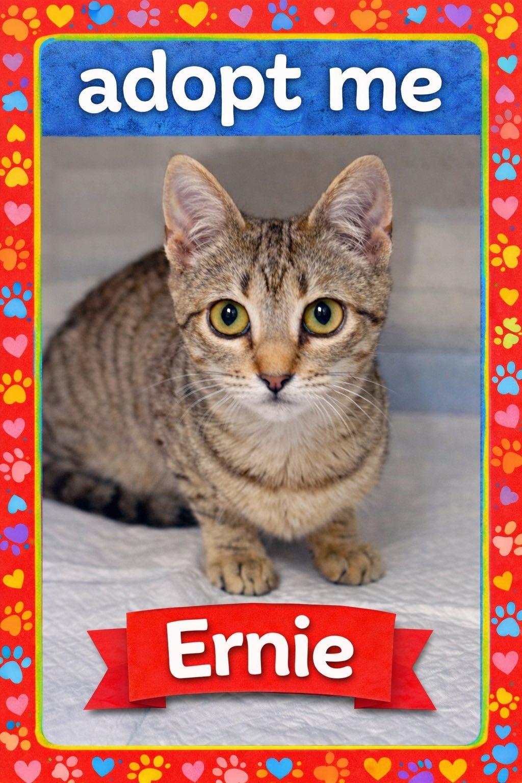 Enlarge Ernie, a ADOPTABLE mixed breed in Bowie, TX image 1/1