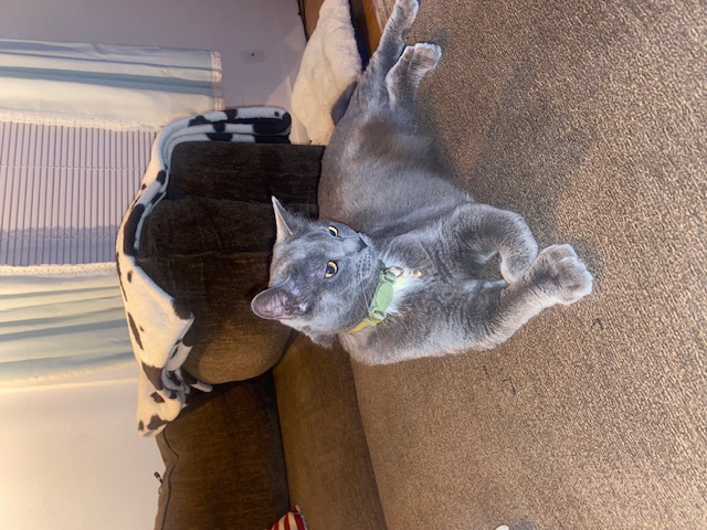 Enlarge **COURTESY LISTING** Titos, a Adoptable Domestic Short Hair in Moscow, ID image 1/3