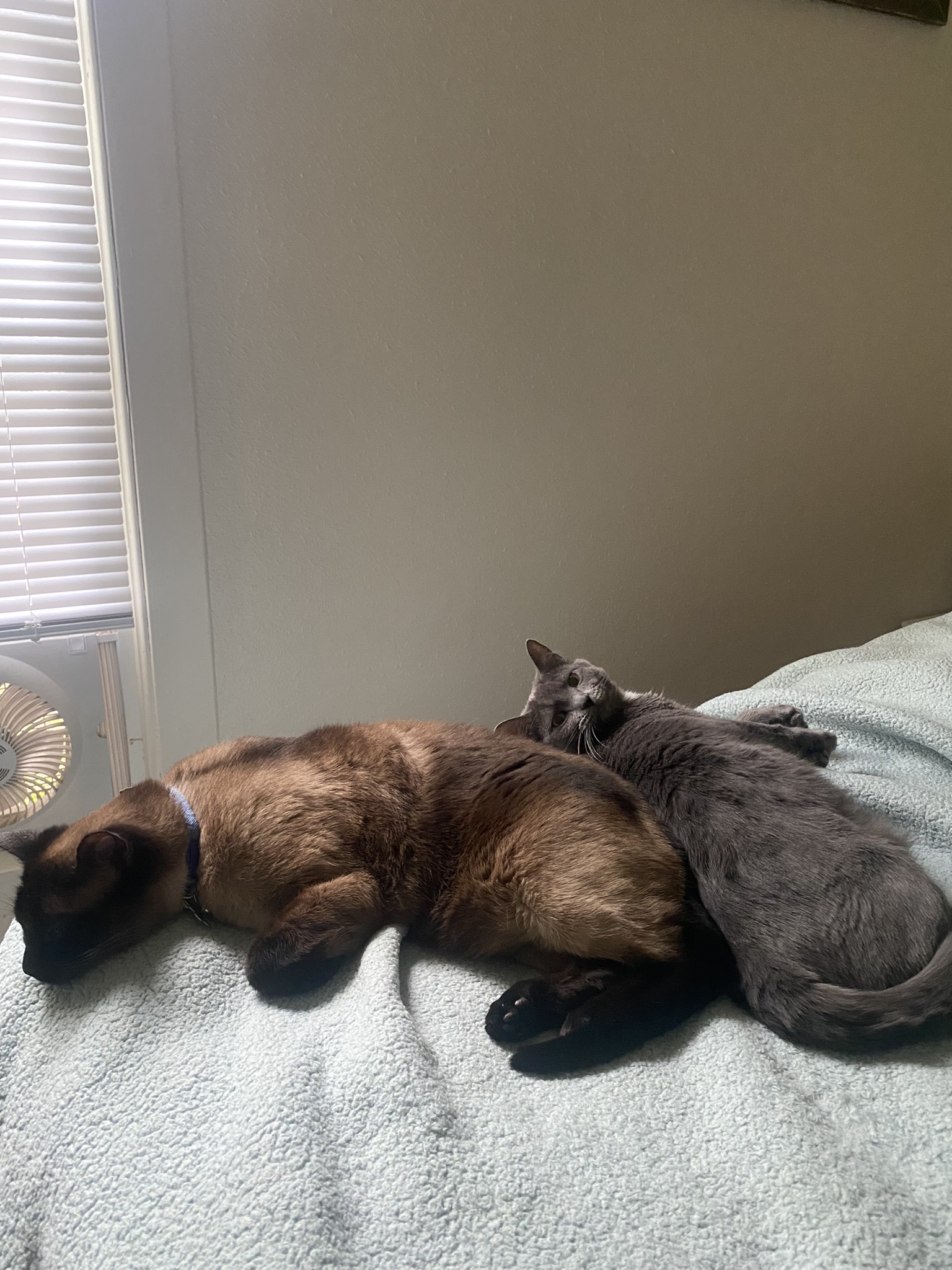 Enlarge **COURTESY LISTING** Titos, a Adoptable Domestic Short Hair in Moscow, ID image 2/3