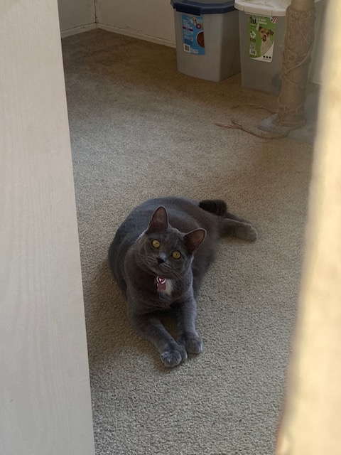 Enlarge **COURTESY LISTING** Titos, a Adoptable Domestic Short Hair in Moscow, ID image 3/3