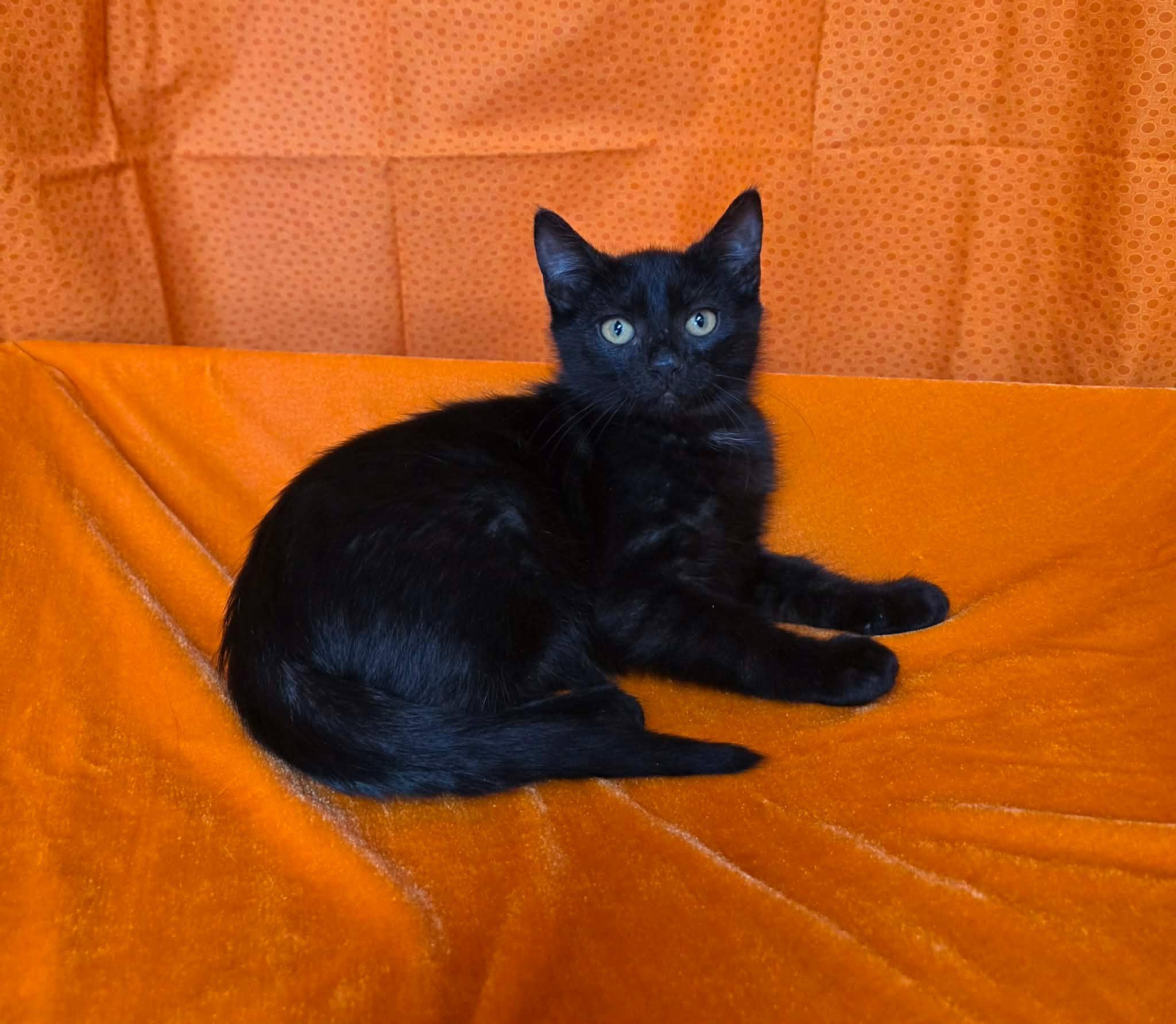 Mahina, ADOPTABLE, Young Female Domestic Short Hair.