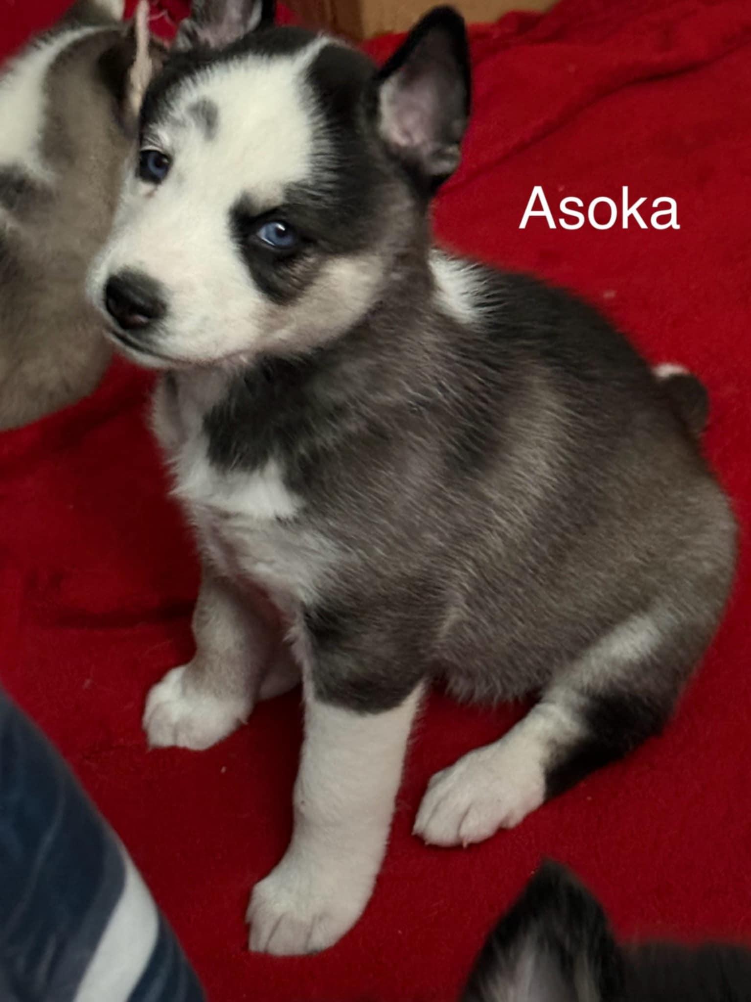 Asoka