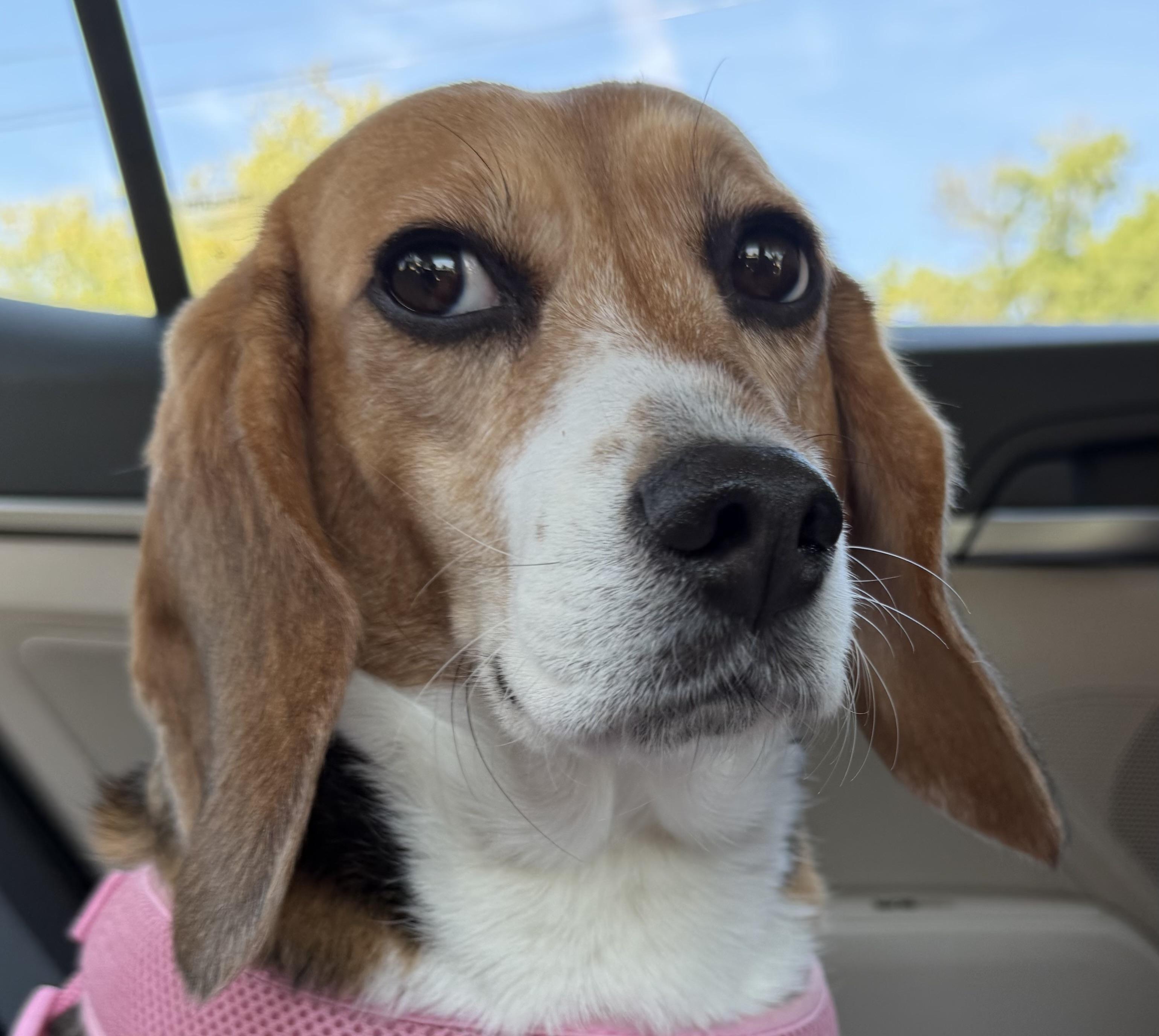 Enlarge Sydney, a Adoptable Beagle in South Plainfield, NJ image 2/3