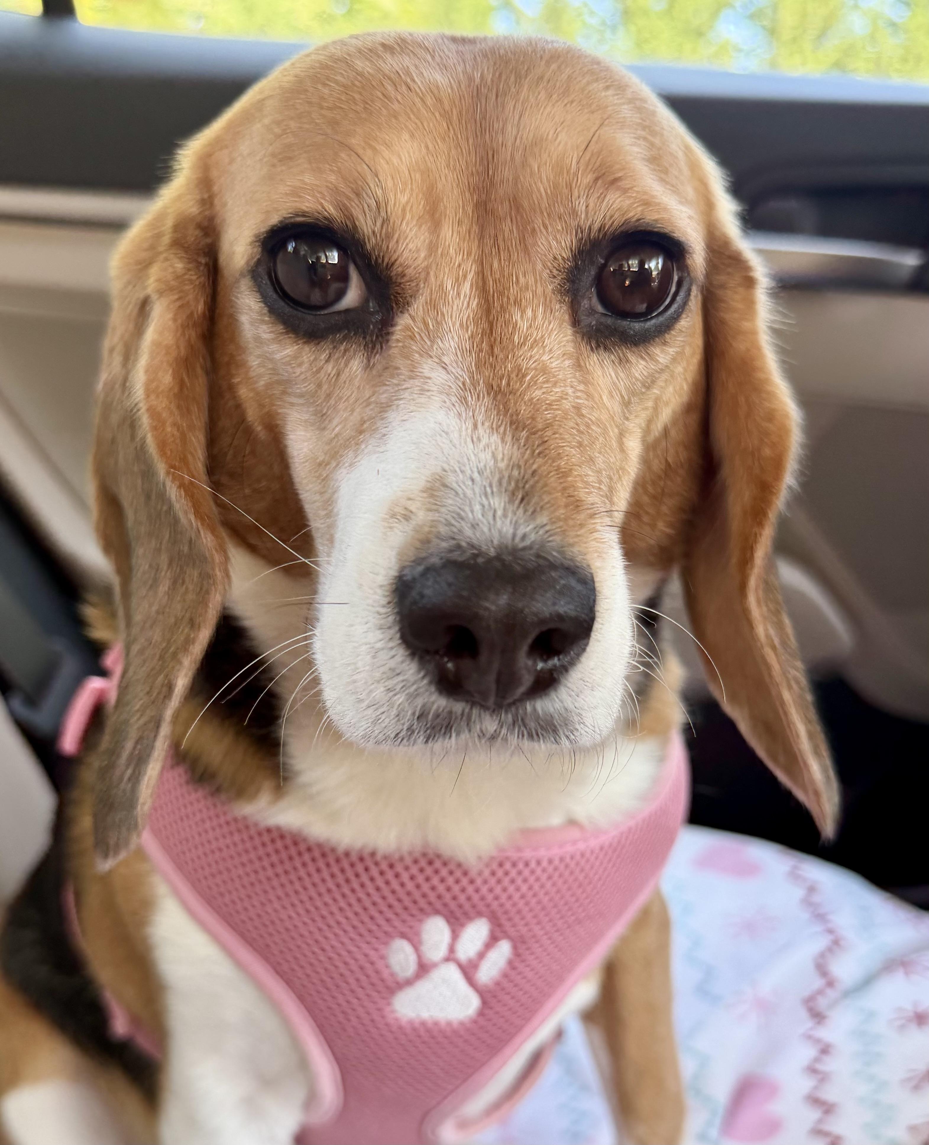 Sydney, Adoptable, Adult Female Beagle.