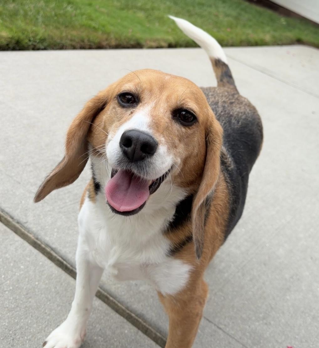 Enlarge Sydney, a Adoptable Beagle in South Plainfield, NJ image 3/3