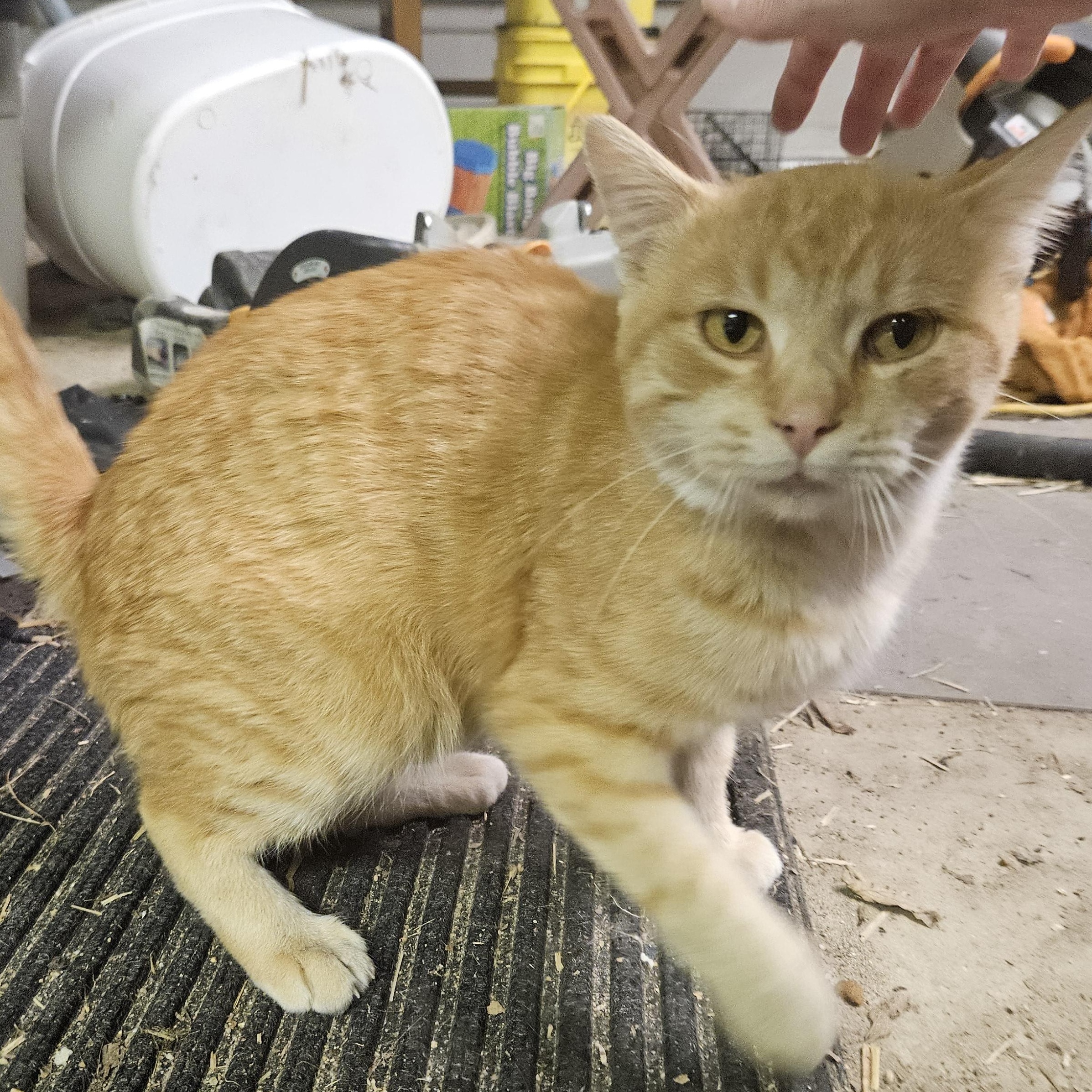 Enlarge Flynn, a Adoptable Domestic Short Hair in Shakopee, MN image 3/5