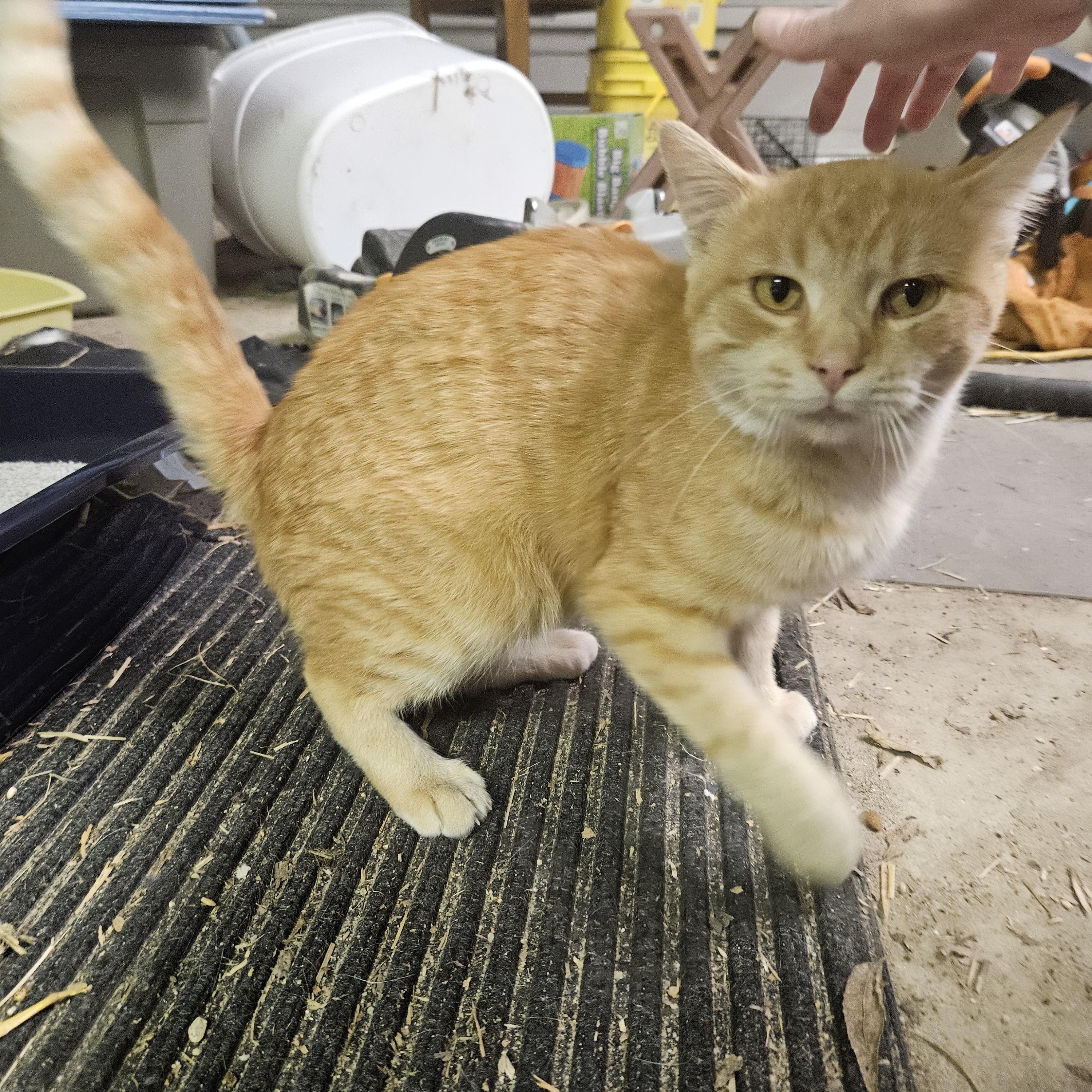 Enlarge Flynn, a Adoptable Domestic Short Hair in Shakopee, MN image 4/5