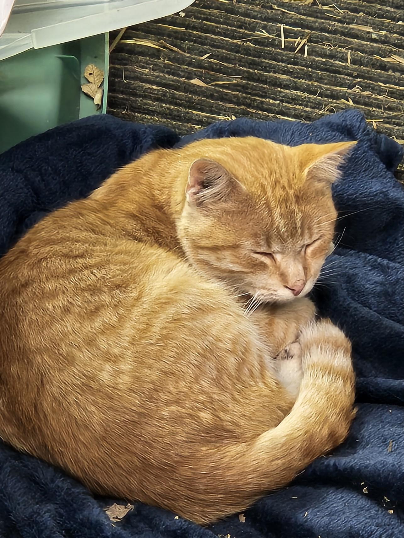 Enlarge Flynn, a Adoptable Domestic Short Hair in Shakopee, MN image 2/5