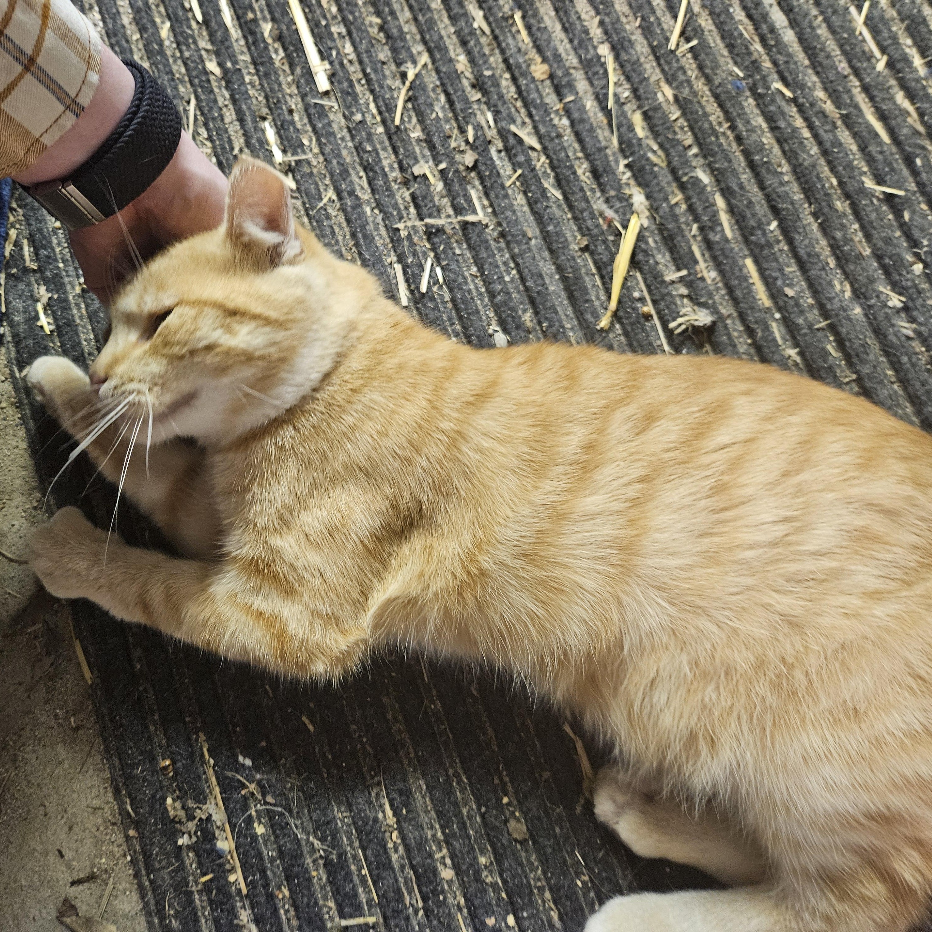Enlarge Flynn, a Adoptable Domestic Short Hair in Shakopee, MN image 5/5