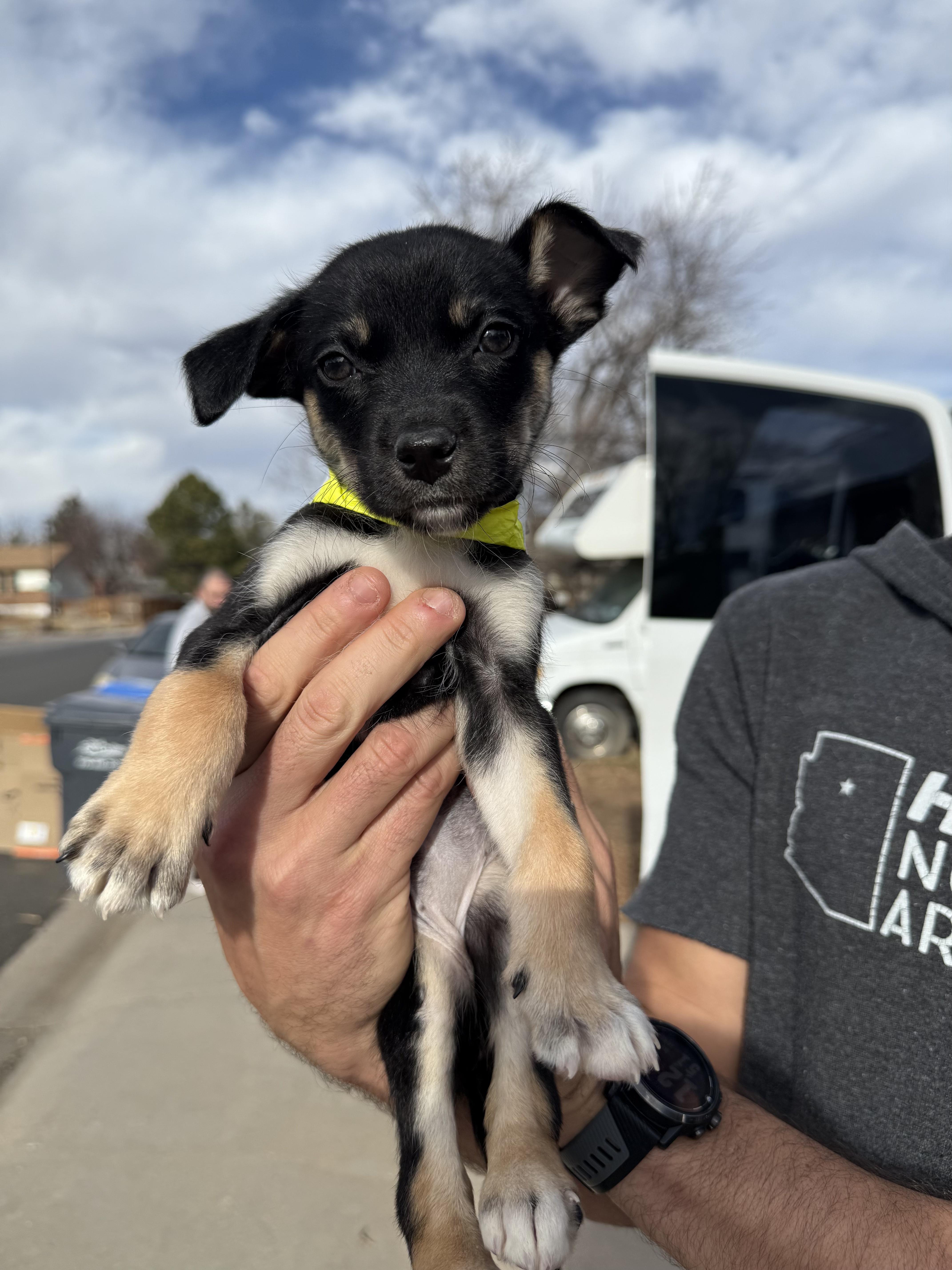 Enlarge Roxanne, a ADOPTABLE mixed breed in Fort Collins, CO image 5/6