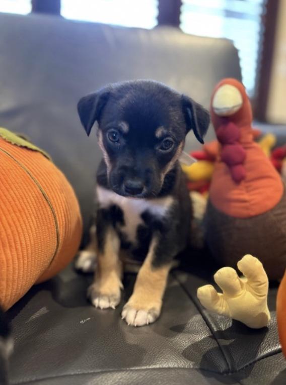 Enlarge Roxanne, a ADOPTABLE mixed breed in Fort Collins, CO image 2/6