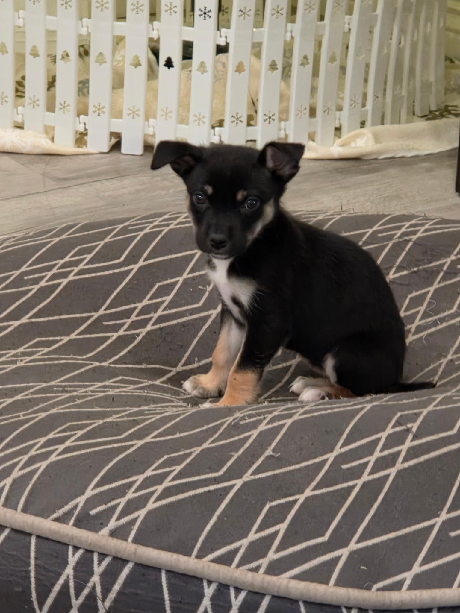 Enlarge Roxanne, a ADOPTABLE mixed breed in Fort Collins, CO image 6/6