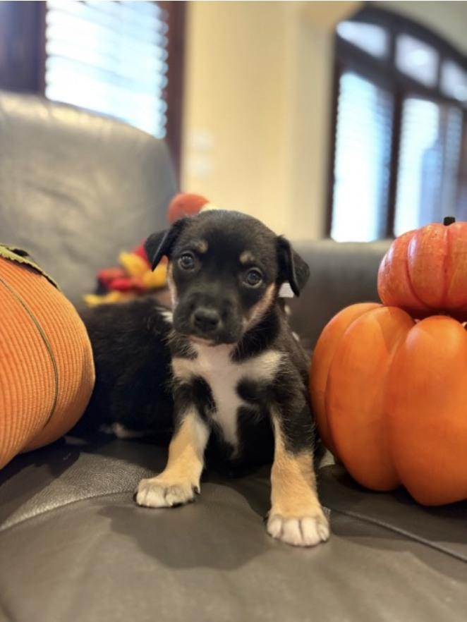 Roxanne, ADOPTABLE, Puppy Female Shepherd & Border Collie.