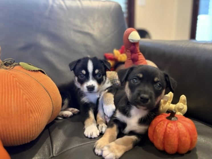 Enlarge Roxanne, a ADOPTABLE mixed breed in Fort Collins, CO image 4/6